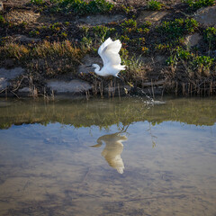 Little Egret Bird