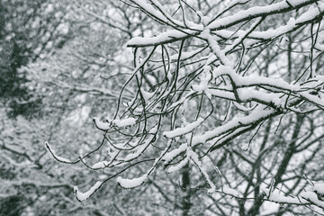 Heavy snow settles on tree branches on evergreen trees