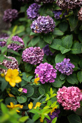 Different varieties of hydrangeas blooming in a garden.