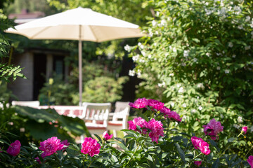 Fototapeta na wymiar Pink peonies in the summer garden