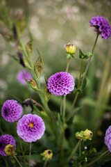 Obraz premium Multiple lilac Circular flowers growing in the garden during the summer.