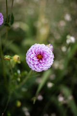 Colorful circular flower growing in the garden during the summer.