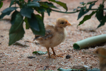 Country chicken chicks in a garden farm