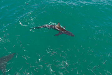 Shark in the water