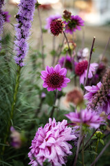 Different flowers growing in the garden during the summer.
