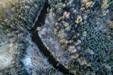 River flows through a pine wood
