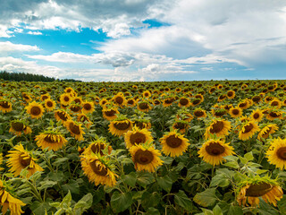 Obraz premium field of sunflowers