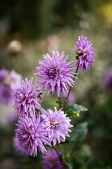 Fototapeta premium Purple Dahlia growing in different directions.