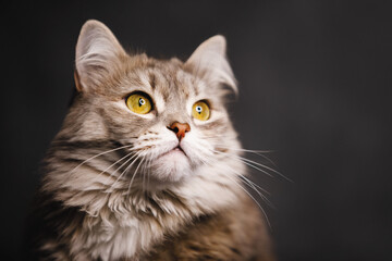 Grey fluffy cat with yellow eyes
