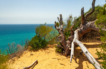 La Brena National Park on the coast of the province of Cádiz, Spain. An area of the natural park has been planted with pines to control the spread of sand-dunes.