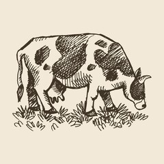 Drawing of a cow