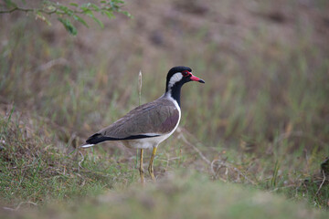 Red-wattled lapwing standing on an open land