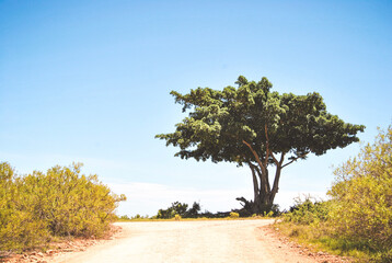 tree on the road