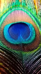 Obraz premium peacock feather background