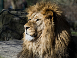 detailed picture of lion's head in the sun © Jana