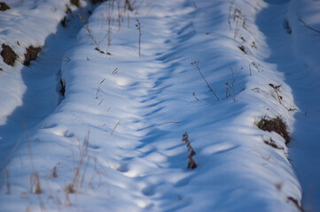 Animal tracks in the snow