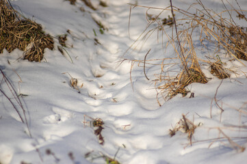 Animal tracks in the snow