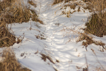 Animal tracks in the snow