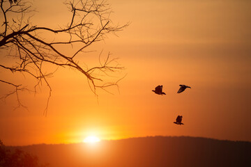 Pigeons are flying over the mountains and beautiful sunset