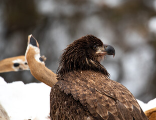 Young Eagle Northern Minnesota Wisconsin Winter