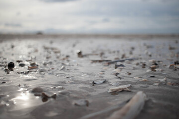 Close-up of shells on the Dutch coastline (Kijkduin, The Hague, The Netherlands)