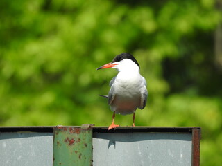 Tern on a perch