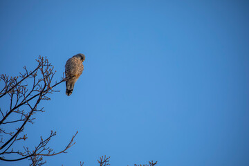 common kestrel, Falco tinnunculus, perched and flying away during winter with blue sky. - 408103116