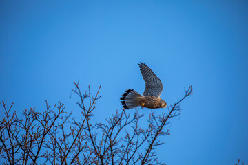 common kestrel, Falco tinnunculus, perched and flying away during winter with blue sky. - 408103120