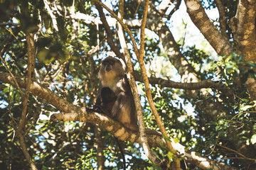 Monkey in a tree
