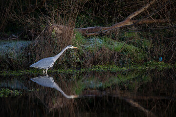 grey heron reflection, Ardea cinerea, fishing in a Scottish river during winter. - 408103190