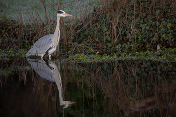 grey heron reflection, Ardea cinerea, fishing in a Scottish river during winter. - 408103193
