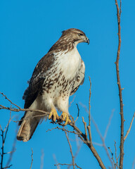 Red Tailed Hawk