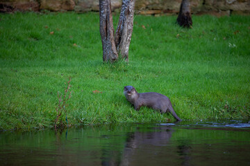 European otter, lutra lutra, resting on a river bank during winter in Scotland. - 408103504