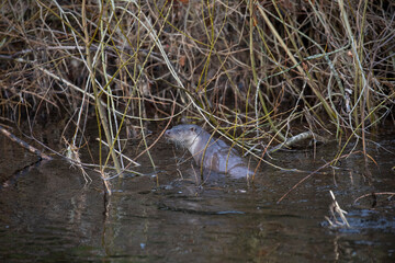 European otter, lutra lutra, hunting along a river during winter in Scotland. - 408103509