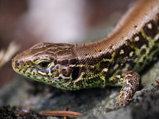 Naklejka premium lizard in the natural environment detail
