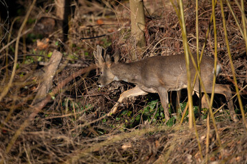 roe deer hinds, Capreolus capreolus, moving within woodland not looking at camera during winter in Scotland. - 408103580