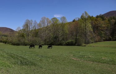 Fototapeta na wymiar Three Mules in the Mountains