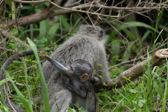 freshly born monkey makake with his mother 