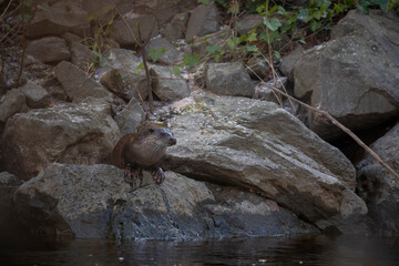 European otter, lutra lutra, resting on a river bank during winter in Scotland. - 408103763