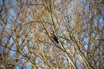 common buzzard, Buteo buteo, perched within a tree hunting during winter in Scotland. - 408103936