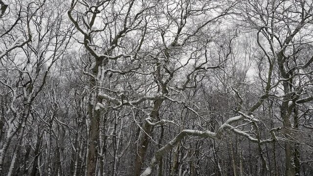 Snow on trees in Croham Hurst, Croydon.