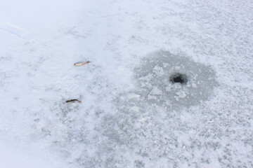 
Small fish lies on the ice of the lake near the hole. This is a winter fishing trophy