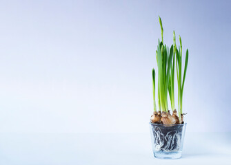 Tet-a-tet variety daffodils in glass pot. Spring concept image with copy space