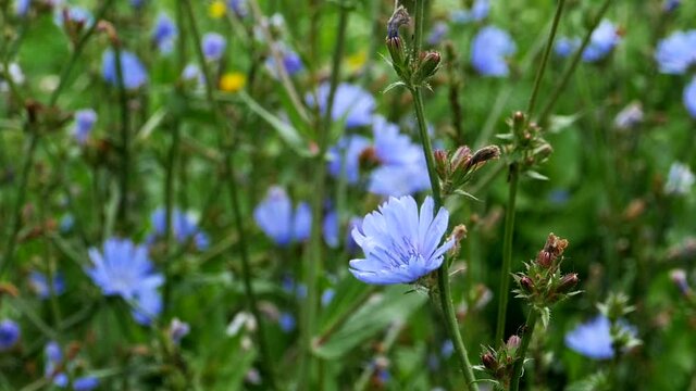 blue chicory flowers close-up blooming meadow background