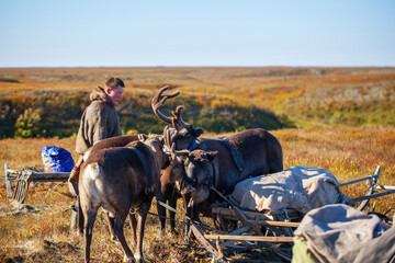 The extreme north, reindeer in Tundra, Deer harness with reindeer, young male reindeer herder