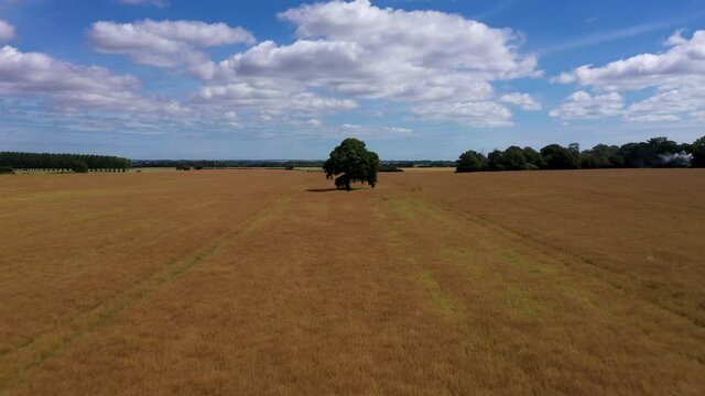 Low angle drone shot approaching a lone tree in a field and then rising above to reveal countryside landscape. 4k