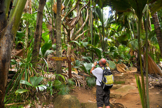 Man looking the giant leaves of Sea Coconuts palm (Lodoicea maldivica) or Coco de Mer in the Vall&eacute;e de Mai Nature Reserve park in Praslin Island.