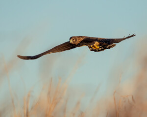 Northern Harrier in flight