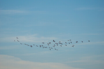 flamingoes flying above the Bay of Cadiz in southern Spain