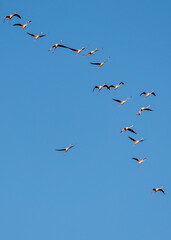 flamingoes flying above the Bay of Cadiz in southern Spain